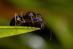 hormiga reina de la mandíbula trampa hembra adulta foto