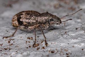 Adult Broad-nosed Weevil photo