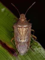 Adult Stink Bug photo