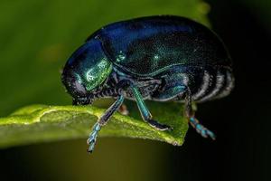 Adult Case-bearing Leaf Beetle photo