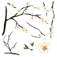 prunus mume - ciruela china blanca, flor de albaricoque japonés, flor de ciruela. vector