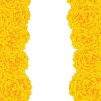 Yellow Marigold Border vector