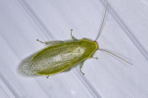 cucaracha gigante verde adulta foto