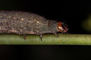 small moth larva photo