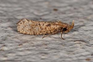 Adult Moth Insect photo