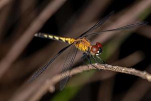 Adult Dragonfly Insect photo