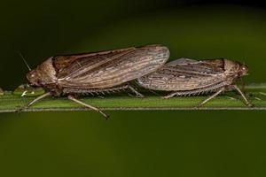 Adult Typical Leafhoppers photo