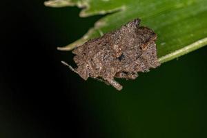 Adult Stink Bug photo