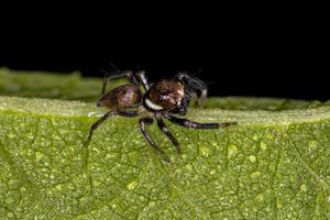 Small Male Jumping Spider