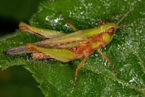 Adult Stridulating Slant-faced Grasshopper