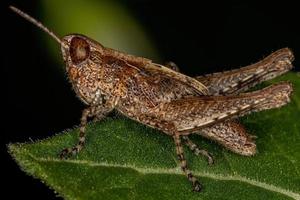 Short-horned Grasshopper Nymph