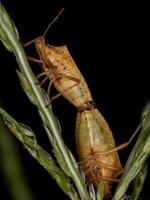 Adult Stink Bugs photo