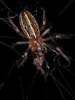 Adult Classic Orbweaver photo