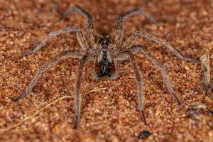 Adult Male Wolf Spider photo