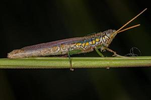 Adult Spurthroat Toothpick Grasshopper
