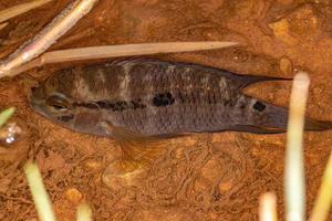 small Cichlid fish photo