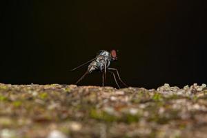 mosca de patas largas adulta foto