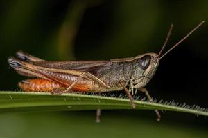 Adult Stridulating Slantface Grasshopper