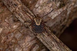 Female Adult Cayenne Tick photo