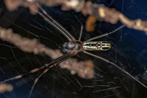 Male Adult Golden Silk Spider photo