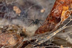 pequeña araña lobo foto