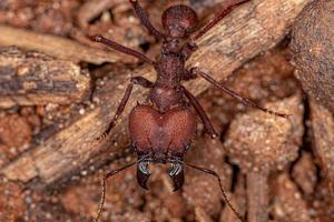 hormiga cortadora de hojas adulta foto