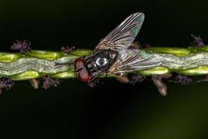 mosca doméstica adulta foto