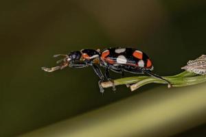 escarabajo adulto de manchas negras