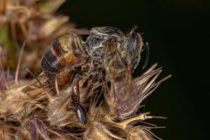 abeja melífera occidental hembra adulta muerta