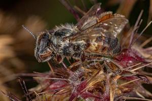abeja melífera occidental hembra adulta muerta