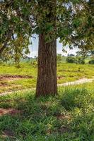 Brazilian dicotyledonous tree photo