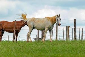 Horse resting in a pasture area photo