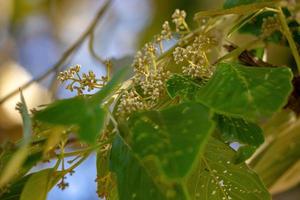 Brazilian dicotyledonous tree photo