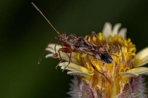 Adult Dirt-colored Seed Bug photo