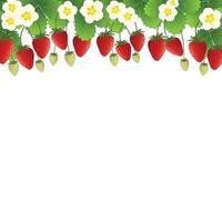 Red Strawberry and Flower Frame on White Background2 vector