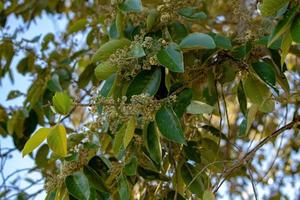 Brazilian dicotyledonous tree photo