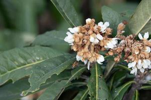 las flores amarillas de níspero en las hojas de níspero florecen, y algunas abejas recolectan miel en ellas foto