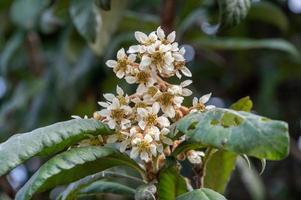 las flores amarillas de níspero en las hojas de níspero florecen, y algunas abejas recolectan miel en ellas foto