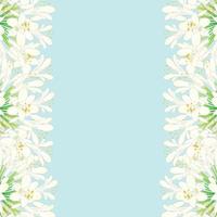 Snow White Agapanthus Border - Lily of the Nile, African Lily vector