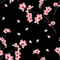 Prunus persica - Peach Flower Blossom on Black Background. vector