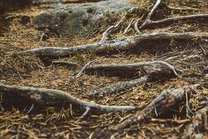 las raíces del árbol se extienden a lo largo de la superficie del bosque. copiar, espacio vacío para texto foto