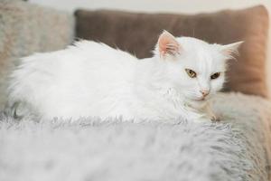 Beautiful white fluffy cat sitting on a gray sofa. Copy, empty space for text