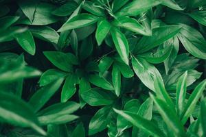 Green leaves as a background image photo