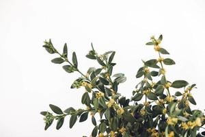 Bunch of green twigs buxus on a white background photo
