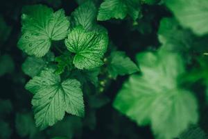 hojas de grosella negra verde como fondo, hoja cubierta de rocío foto