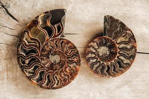 Ammonites fossil shell on wooden background photo