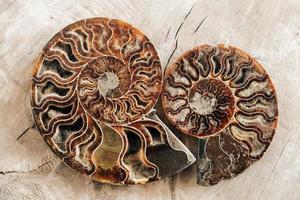 Ammonites fossil shell on wooden background photo