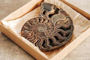 Ammonite fossil shell on wooden background photo