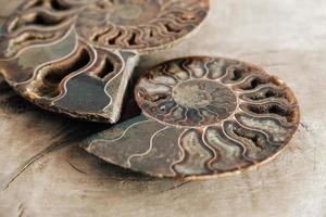 Ammonites fossil shell on wooden background photo