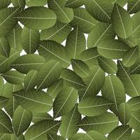 Rose Green Leaves on White Background vector